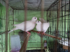 Australian White Dove Pair